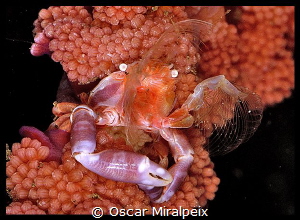 softcoral crab eating by Oscar Miralpeix 